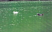 Infantils - C&ograve;dol 2002