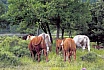 Infantils - C&ograve;dol 2002