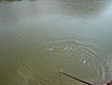 Infantils - C&ograve;dol-2003